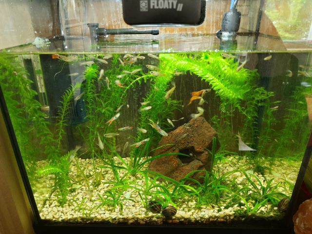Mein Aquarium mit Endlerguppys, Renn- und Blasenschnecken.