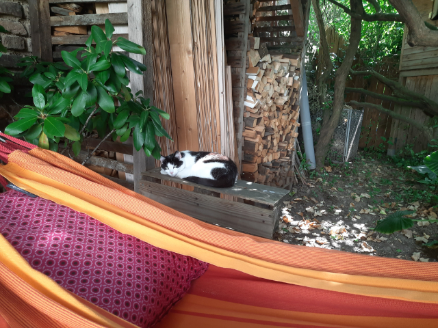 Hausgemeinschaftskatze Lilly im Gemeinschaftsgarten.